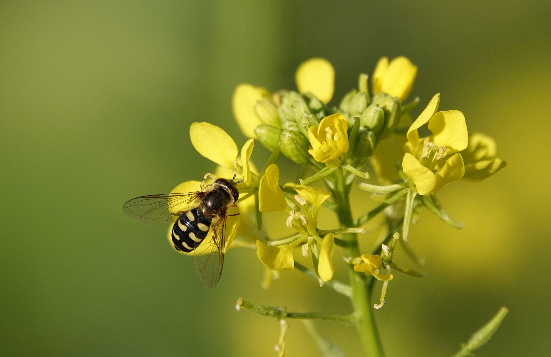 Gelbsenf - sinapis alba