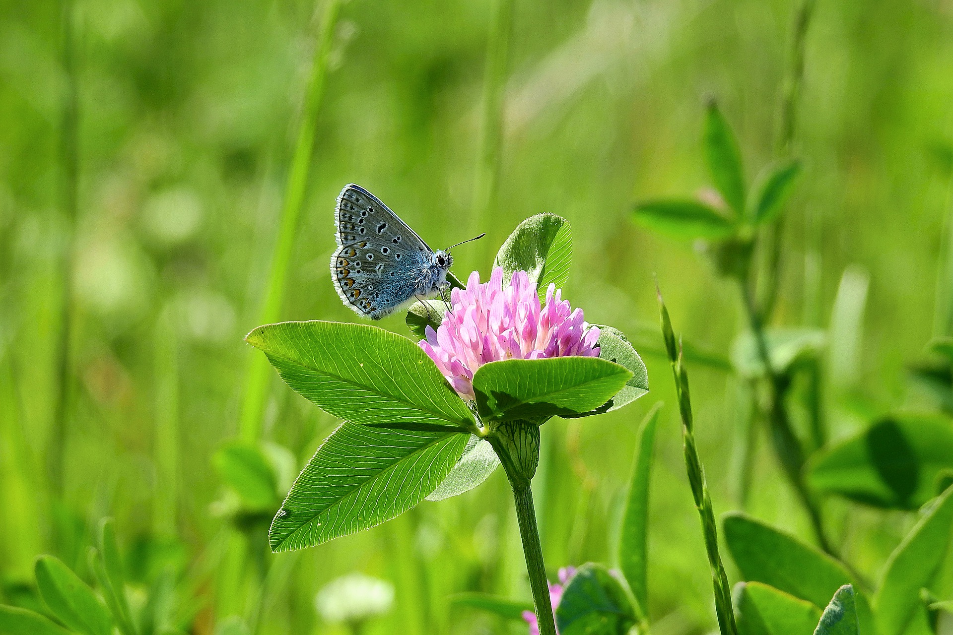 Rotklee - trifolium pratense