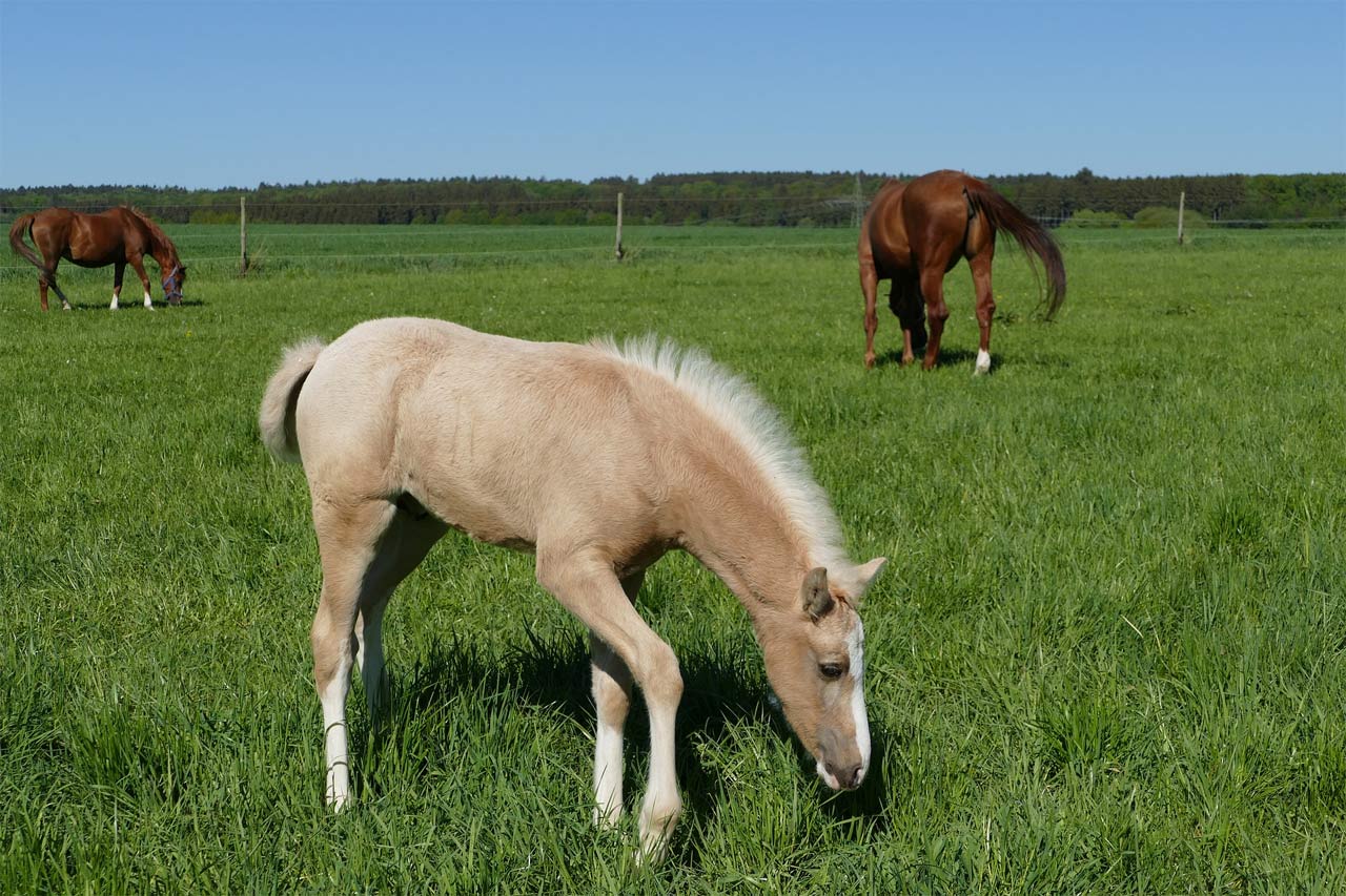COUNTRY Horse 2120 zur Neuansaat